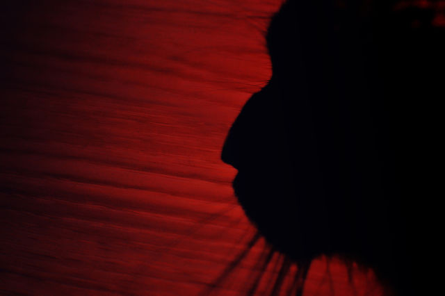 shadow. red color