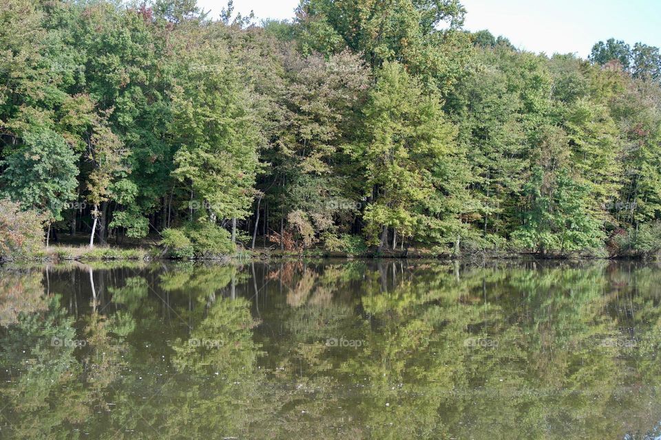 The forest is reflected in the water 