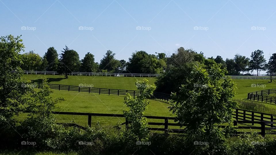 thoroughbred farms Kentucky