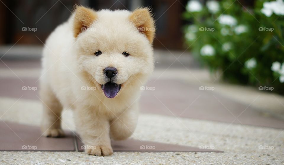 Chow Chow Pup