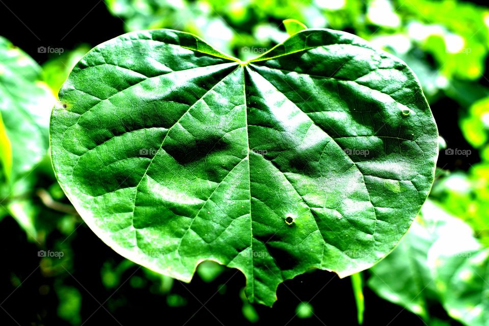 leaf leaf folage fauna