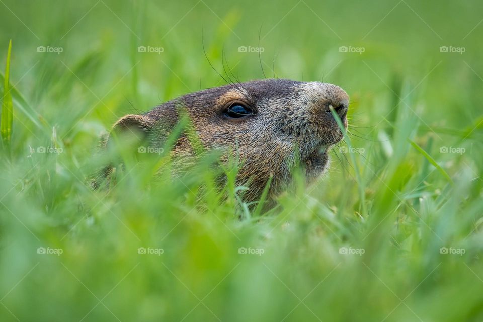 Skeptically peeking from its burrow. Groundhog, Woodchuck, Whistlepig, or Marmot. 