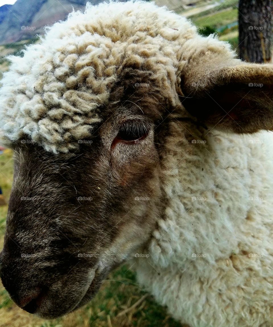 kinda sheepish