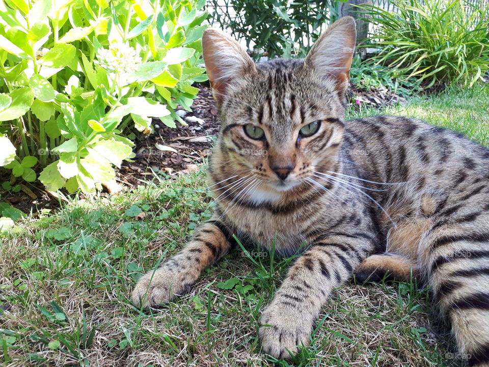 Cat in the garden