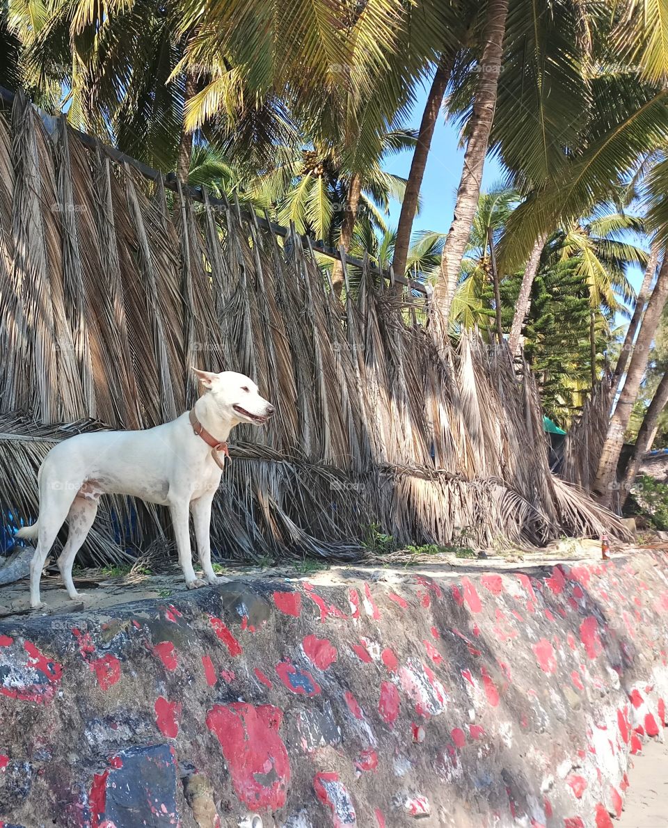 smart Indian pet dog basking in the sun