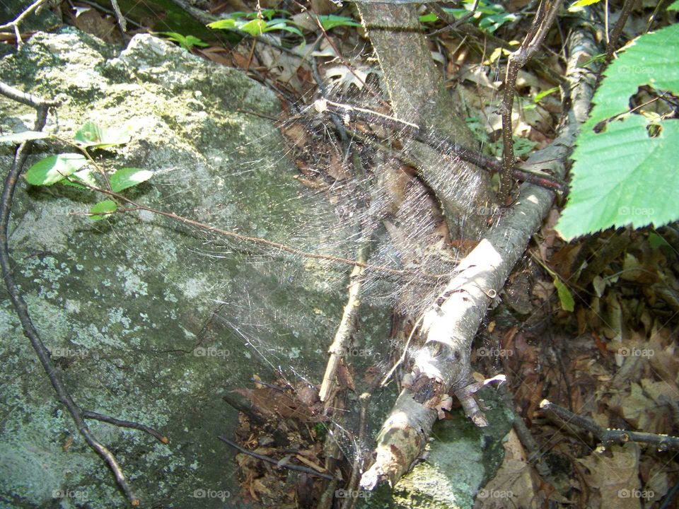 Spider Web