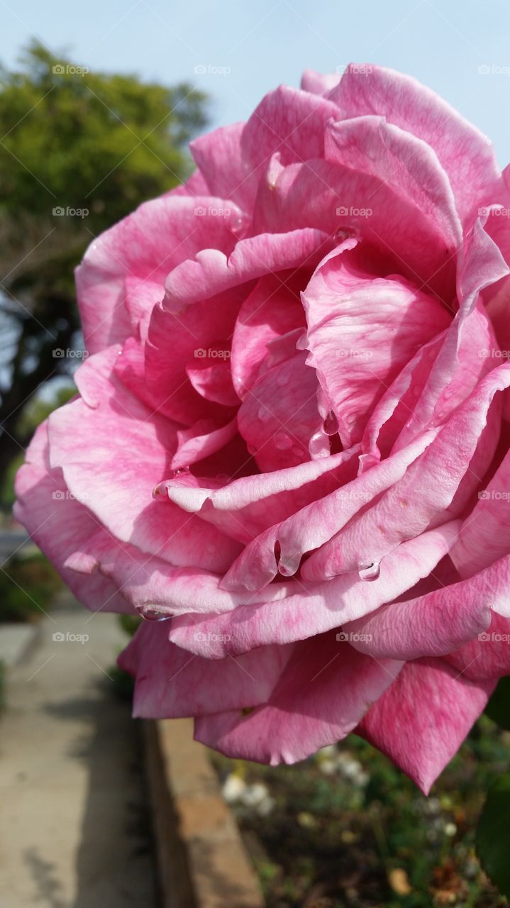 Pink Rose . Pink rose with water drop