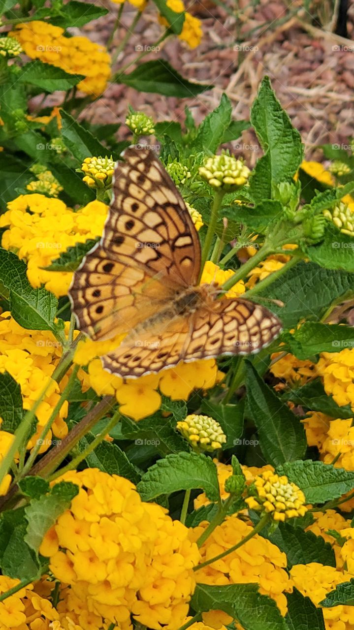 beautiful yellow butterfly in AZ high desert