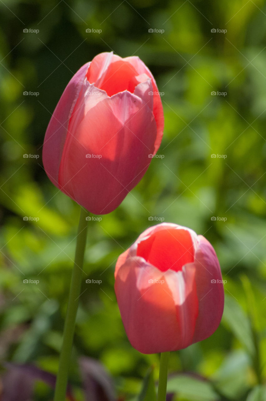 garden pink flower tulip by bushler14