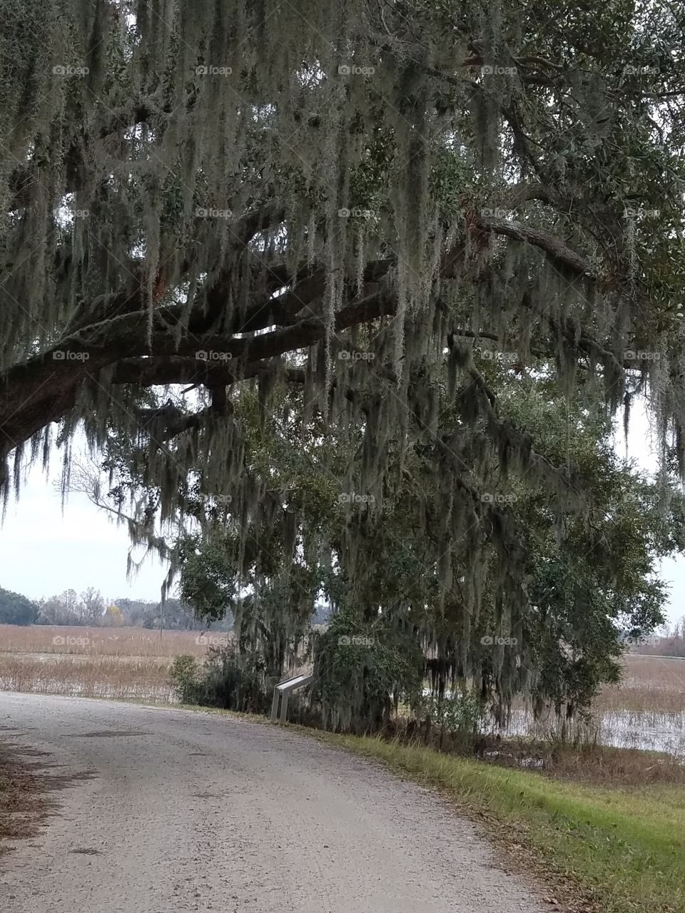 Tree Over Road