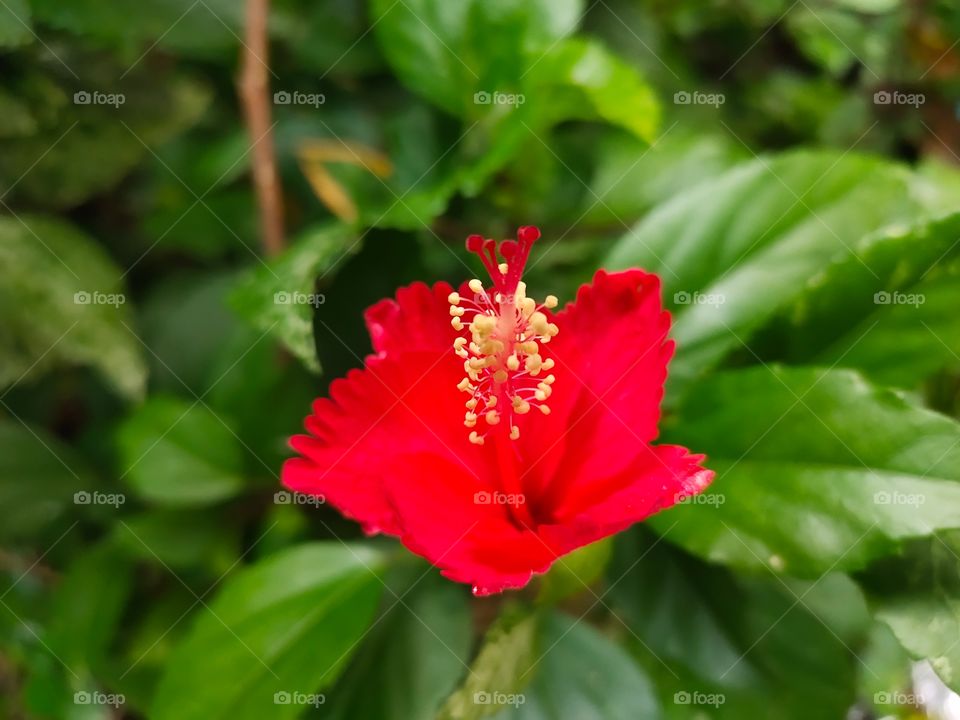 Beauty of Flora🌺🌺🌺
Grooming Flower 
Hibaskus(Gudhal) Plant
Pink Beauty...