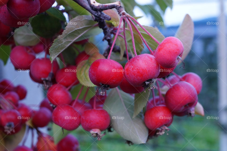 Red berries