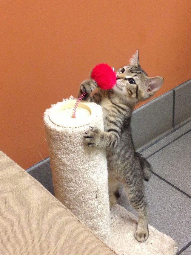 Kitten