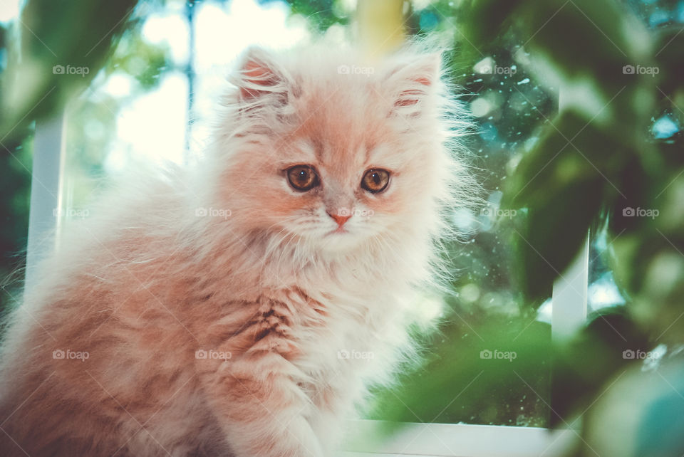 Close-up of a kitten