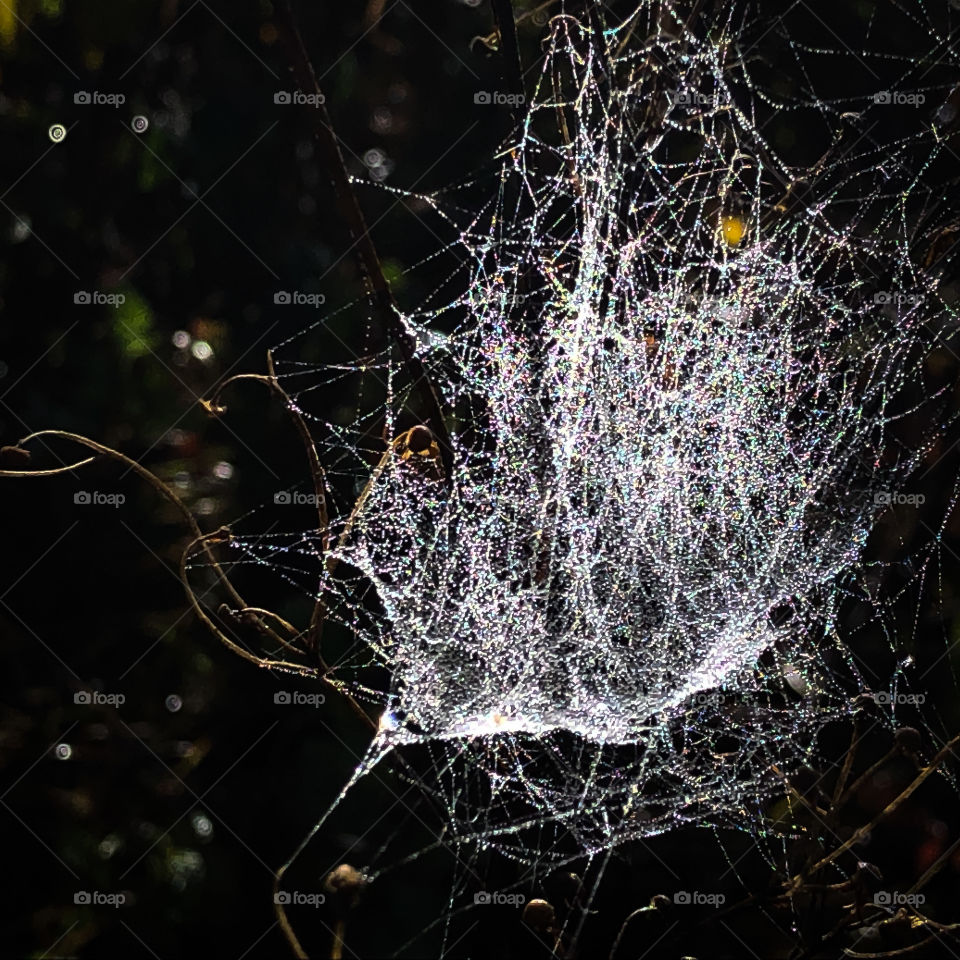 Spider web - artwork of nature 