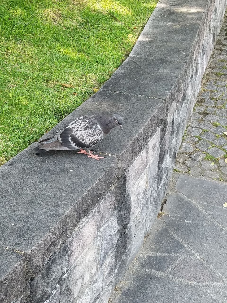 a pigeon on a ledge in dikman vadesi park in Ankara Turkey