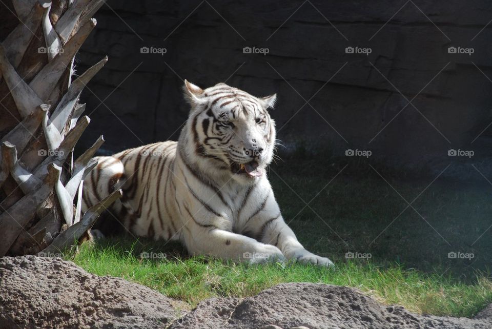 White Tiger