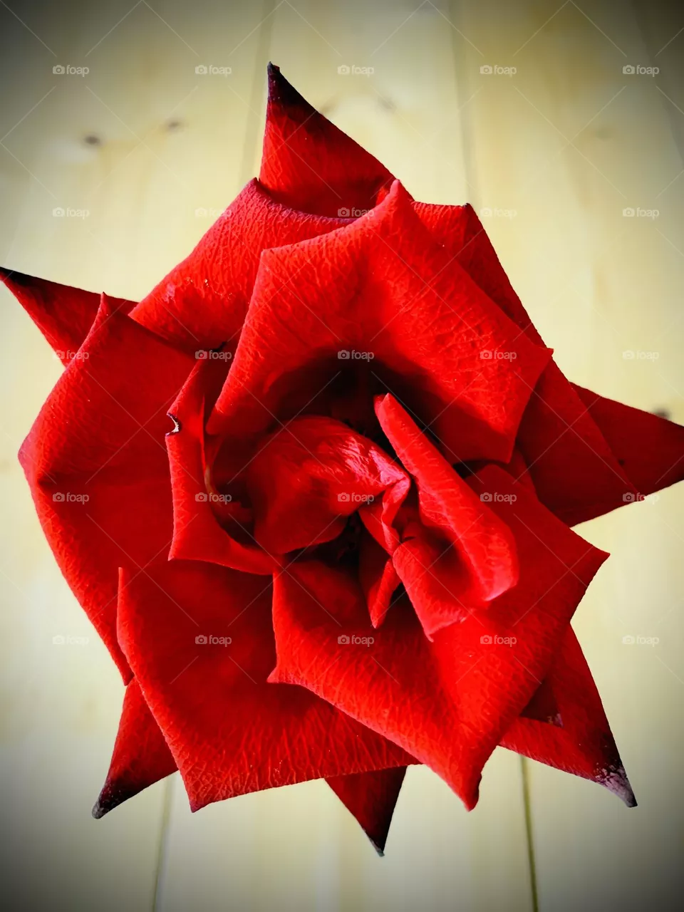 Red Rose 🥀