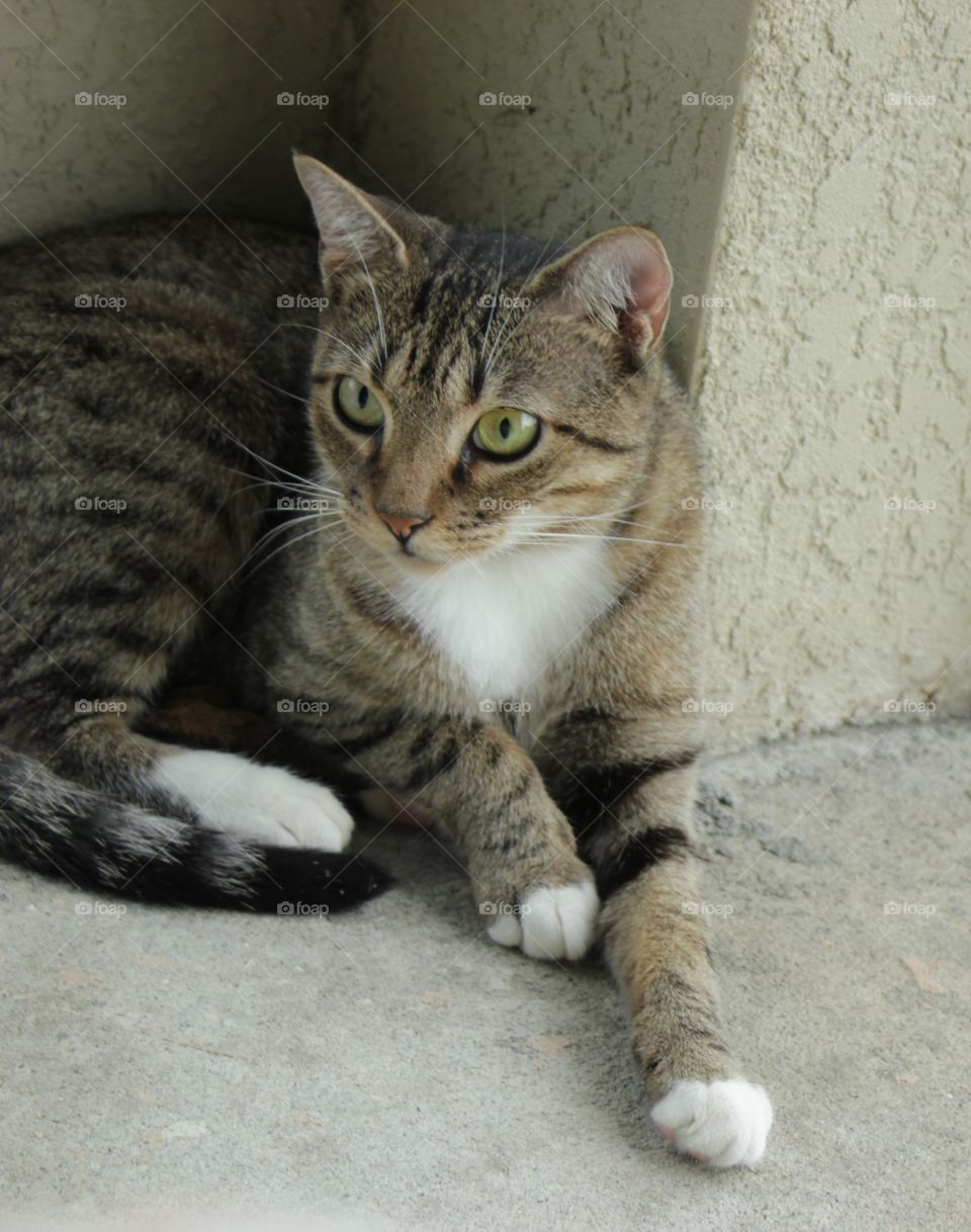 Tabby with white fur on patio