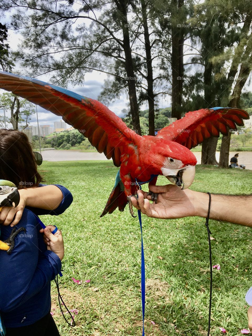 Uma arara de verdade apareceu por aqui. Viva a natureza!