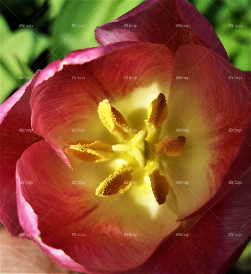 intense tulip closeup