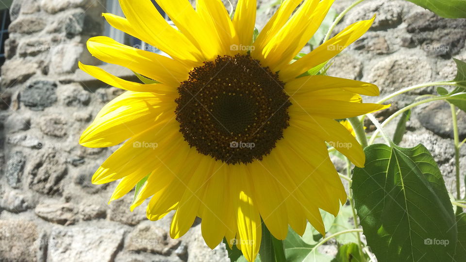 sunflower valli