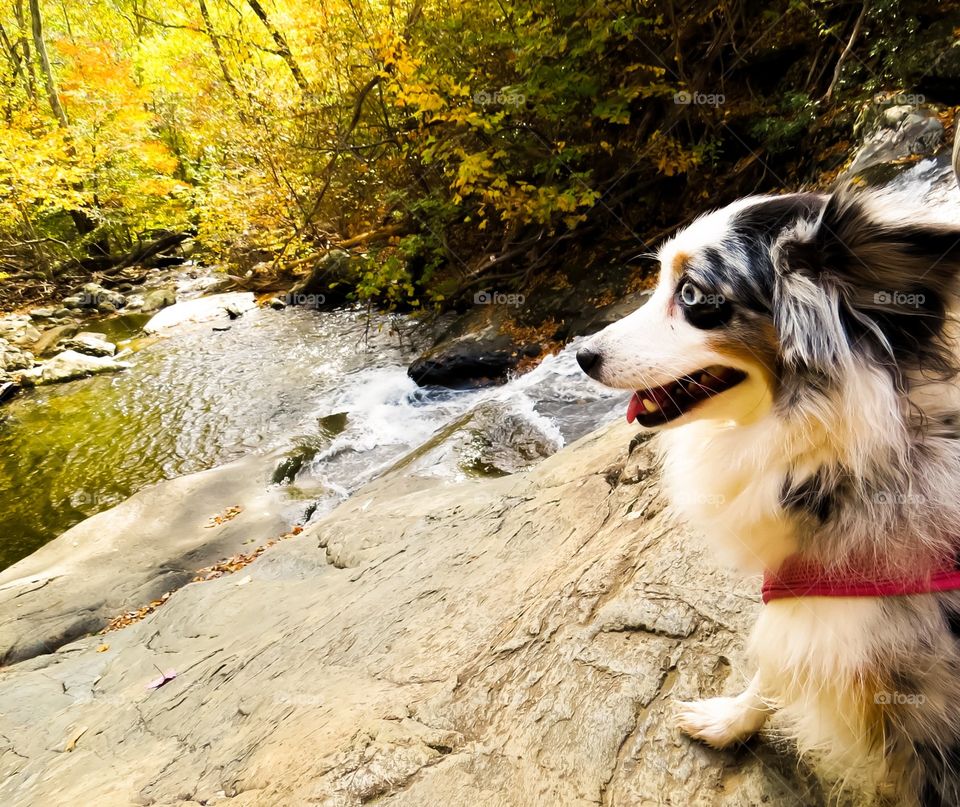 Dog looking out at a river while on an Autumn hike.