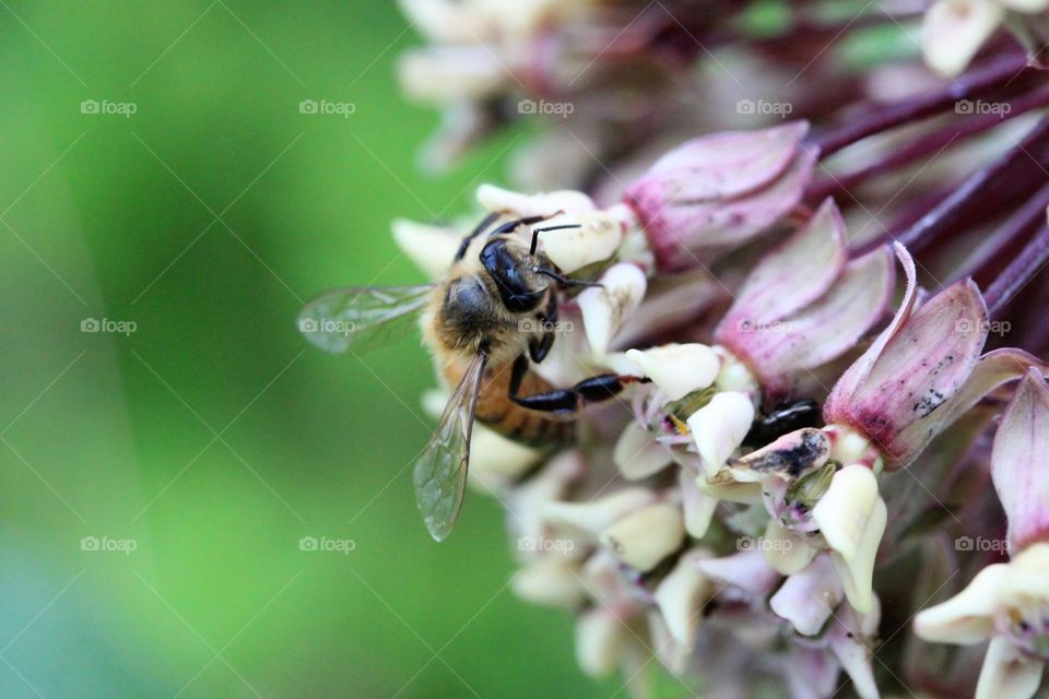 bee on milkweed