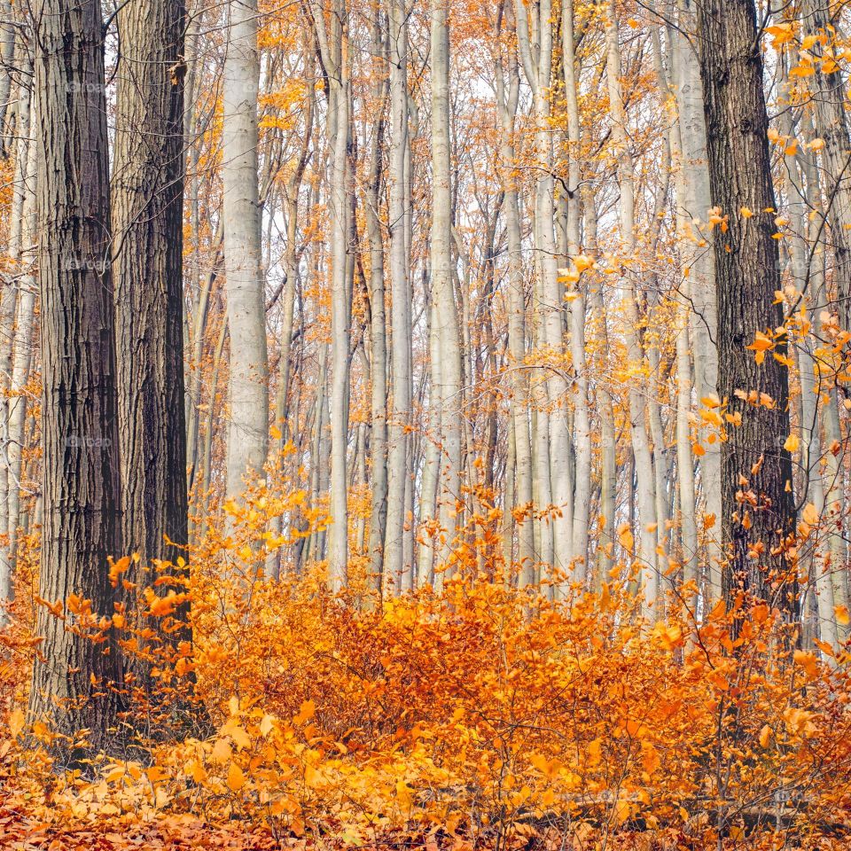 colorful forest