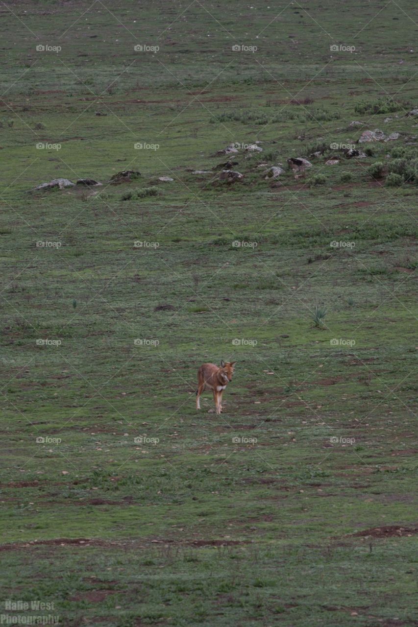 Ethiopian wolf 33