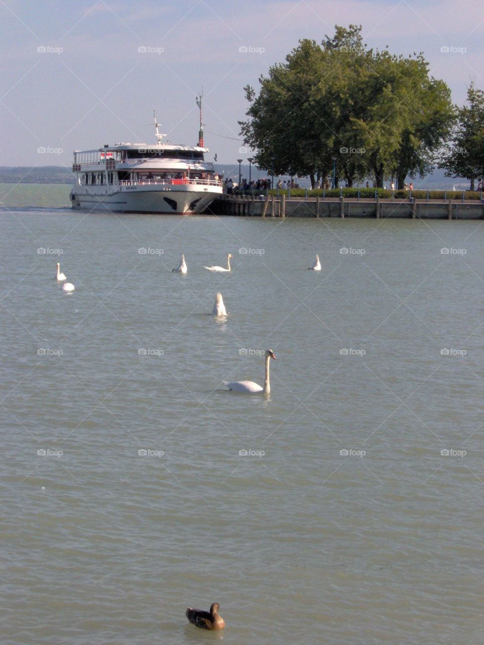 Swans on Lake Balaton