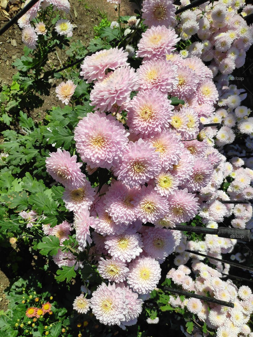 Chrysanthemum
