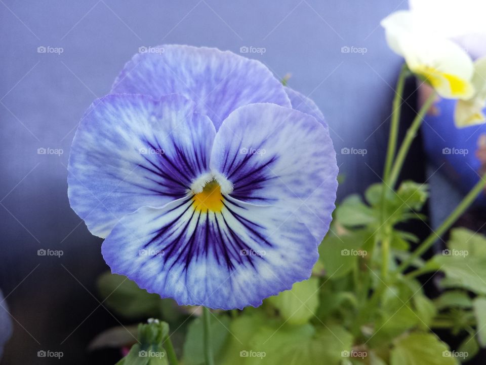 flower bratek