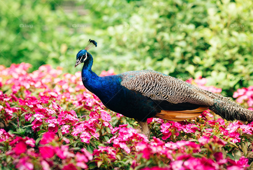 Peacock in Pink Flowers. Vibrant purple peacock amongst pink pansies