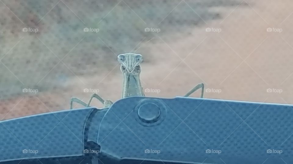 Looking at you/ alien mantis