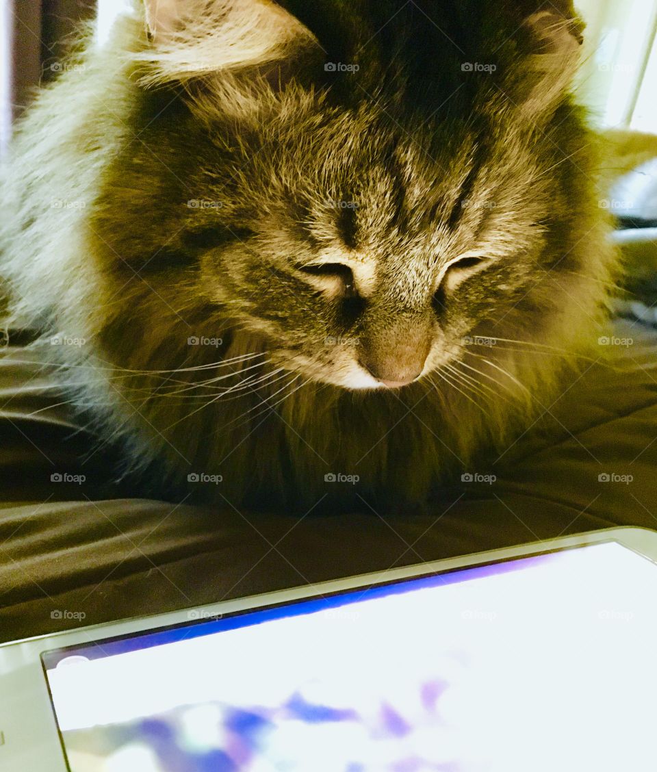 Cat and tablet