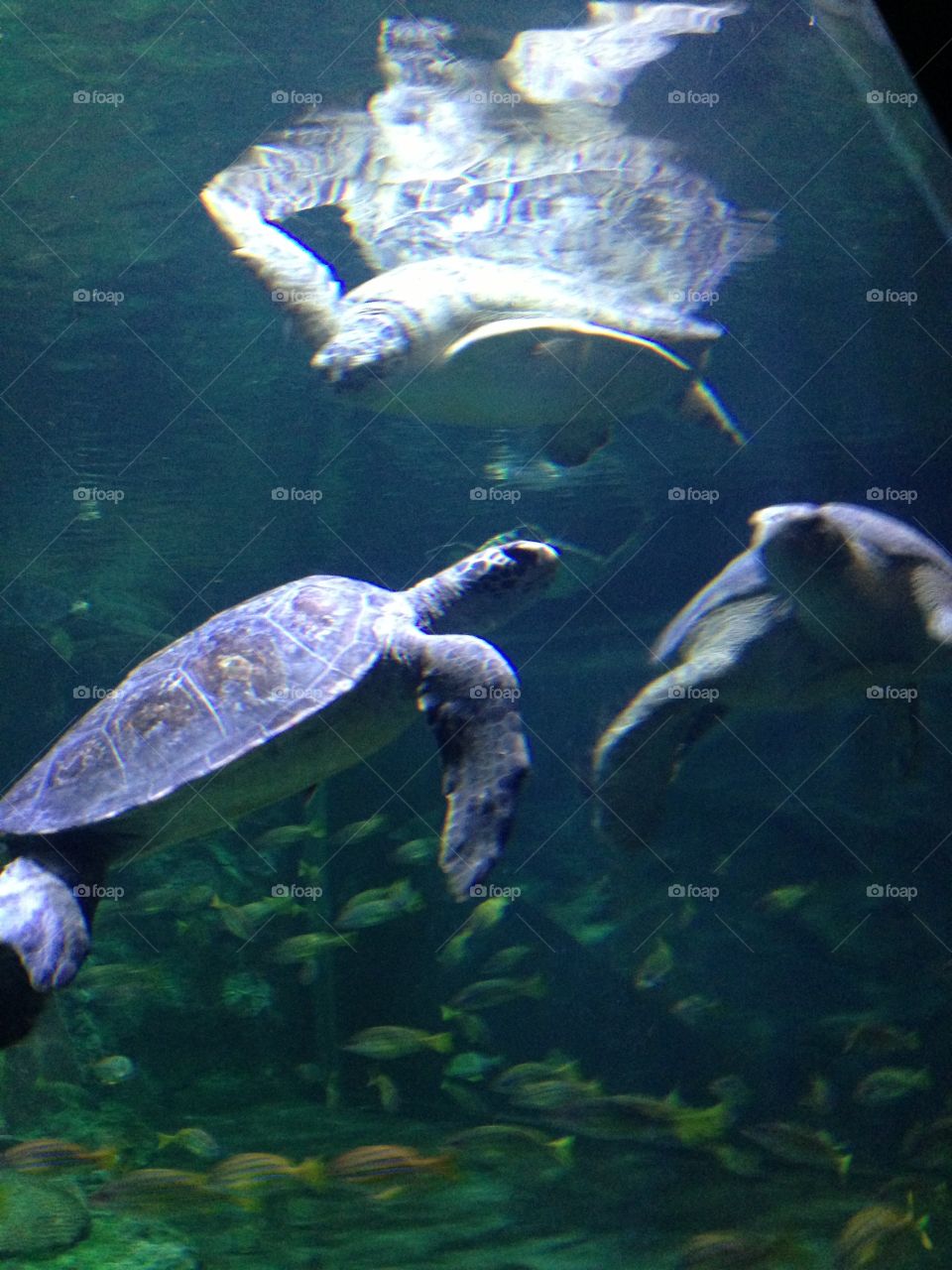 Turtle, Underwater, Swimming, No Person, Water