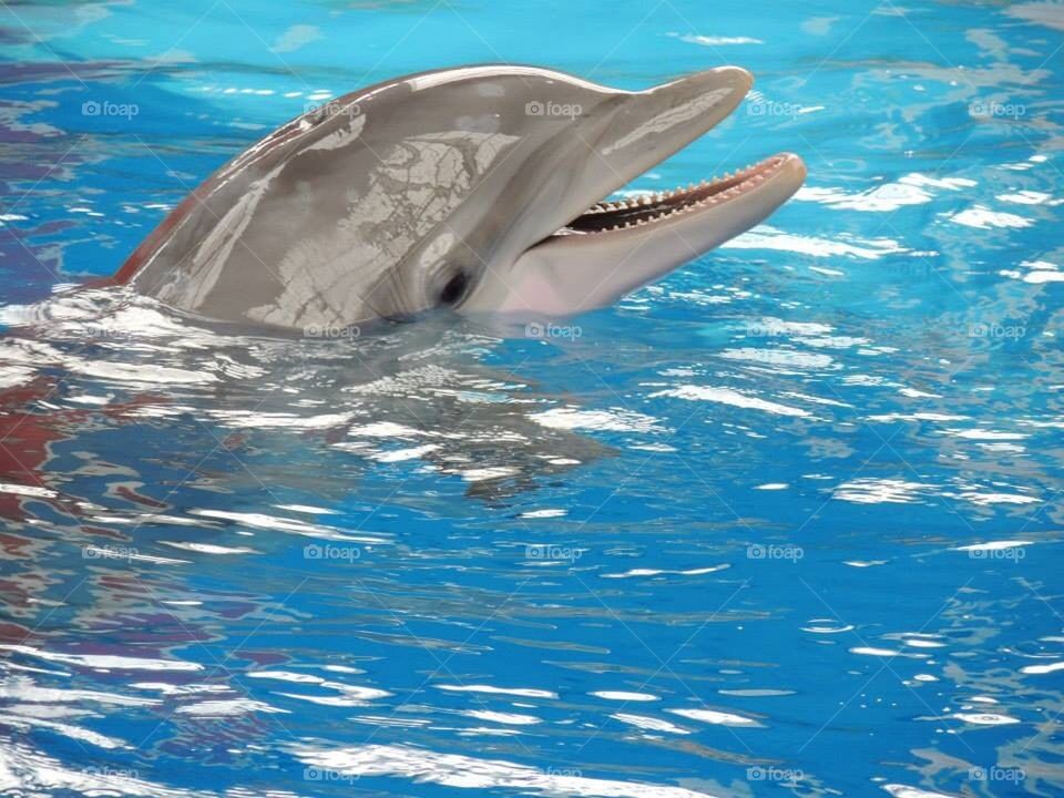 Dolphin