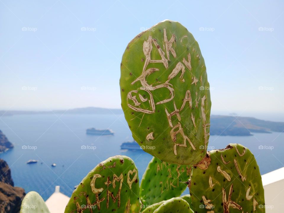 close up of cactus in front of sea