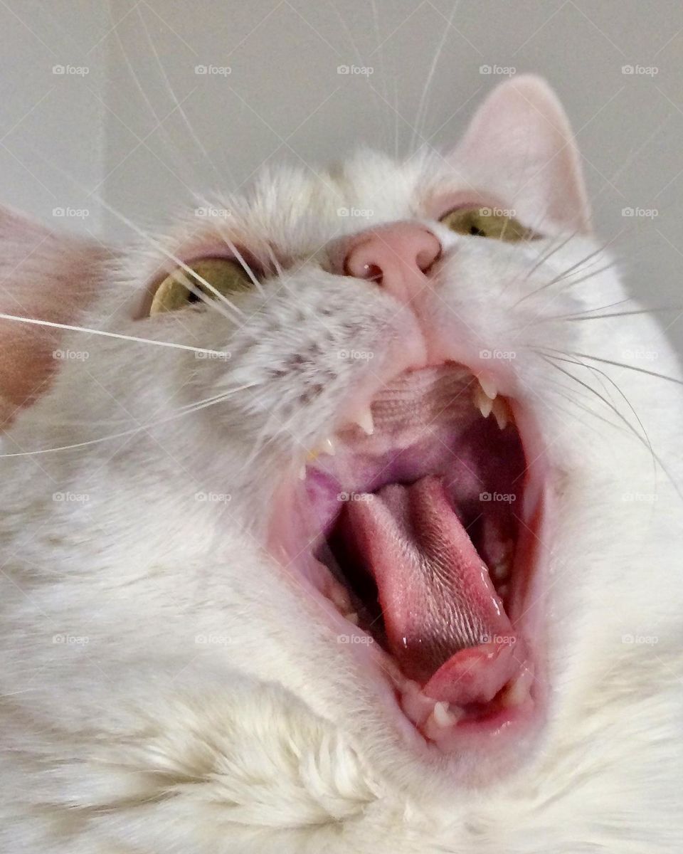 Cat yawning