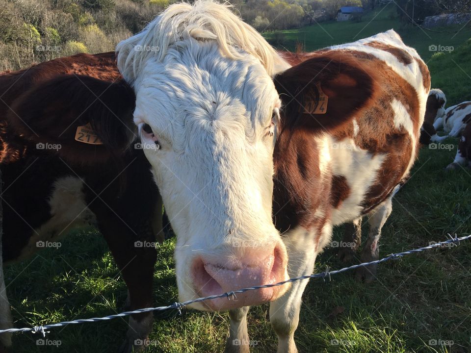 Meeting a cow