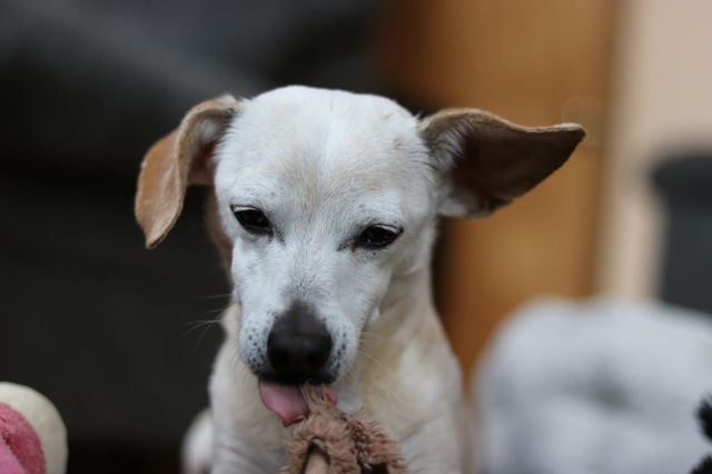 Happy playful Honey - terrier chihuahua 