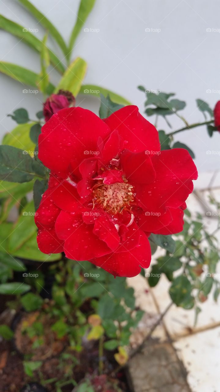 Fresh rose flower look beautiful after touched by the rain...