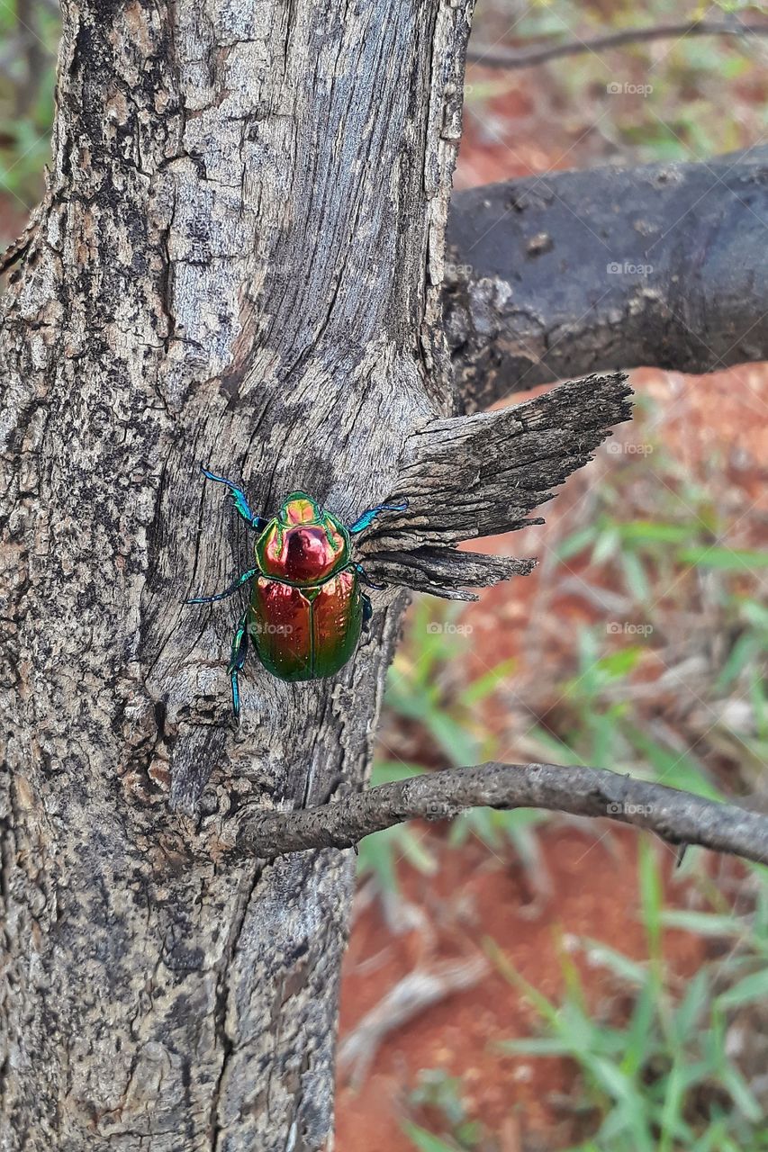 Este escaravelhos tem uma cor inigualável a outro, foi mais que sorte encontrar ele