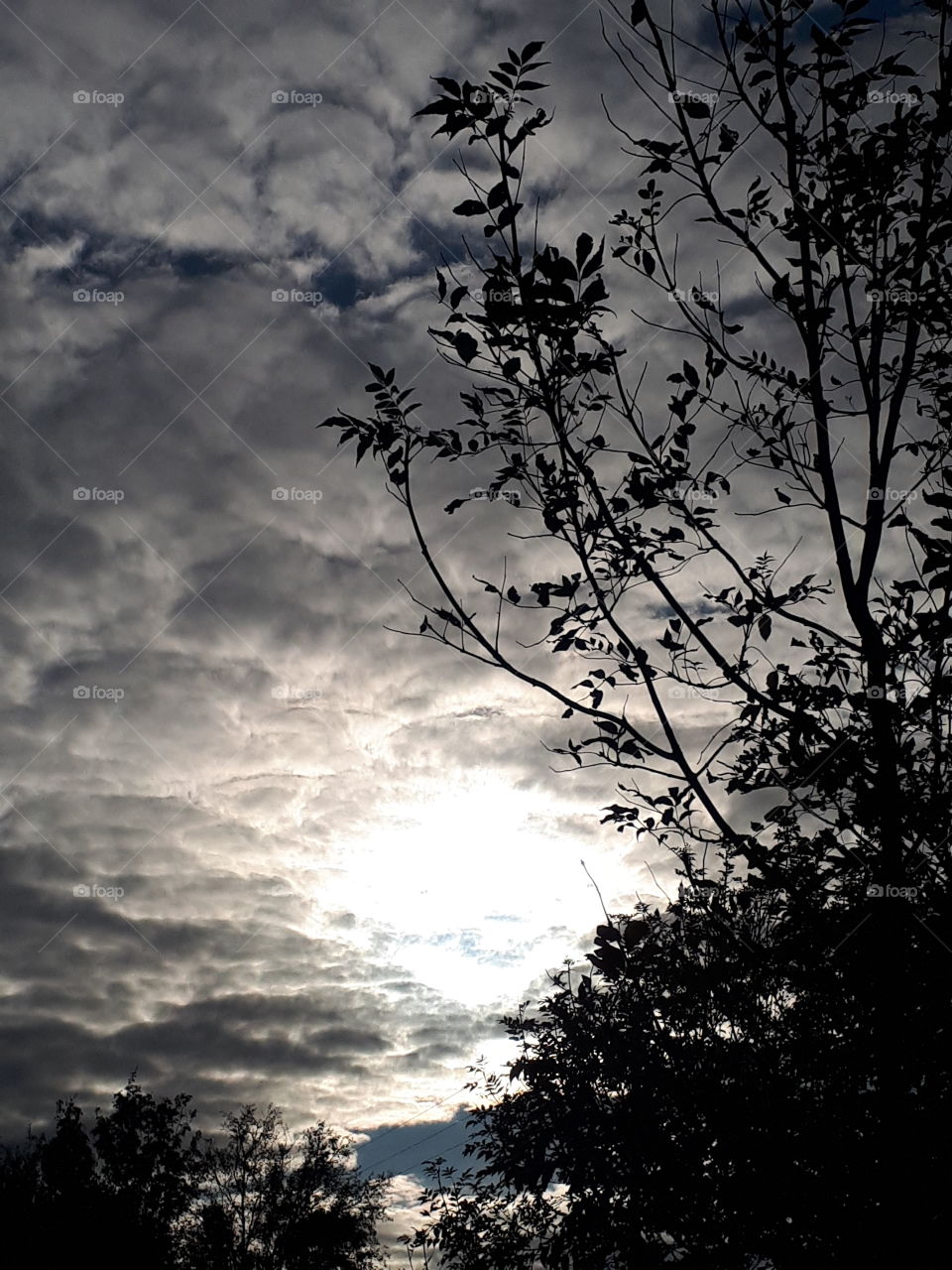 Tree, Nature, No Person, Silhouette, Landscape