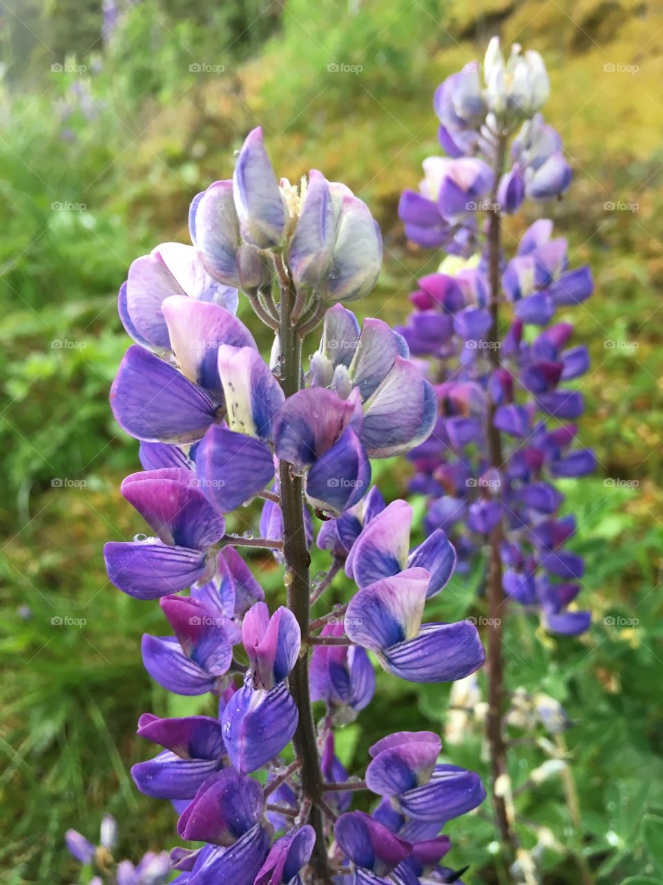 Nootka Lupine, Kodiak, Alaska 