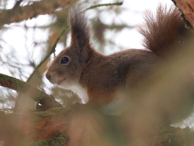 Squirrel