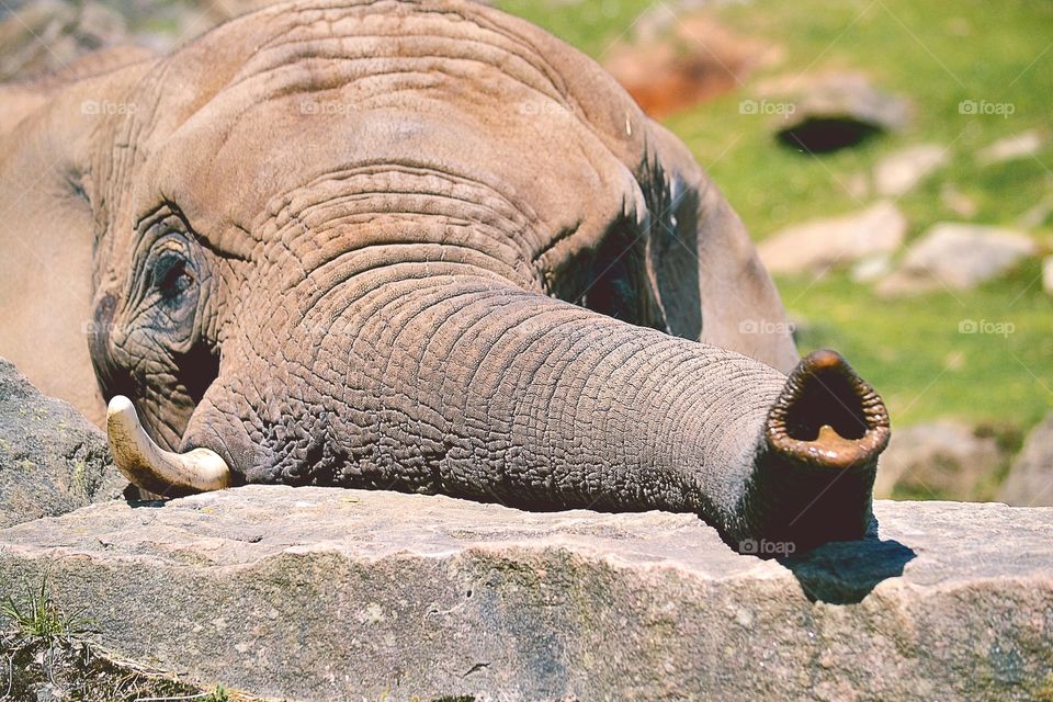 Close-up of elephant