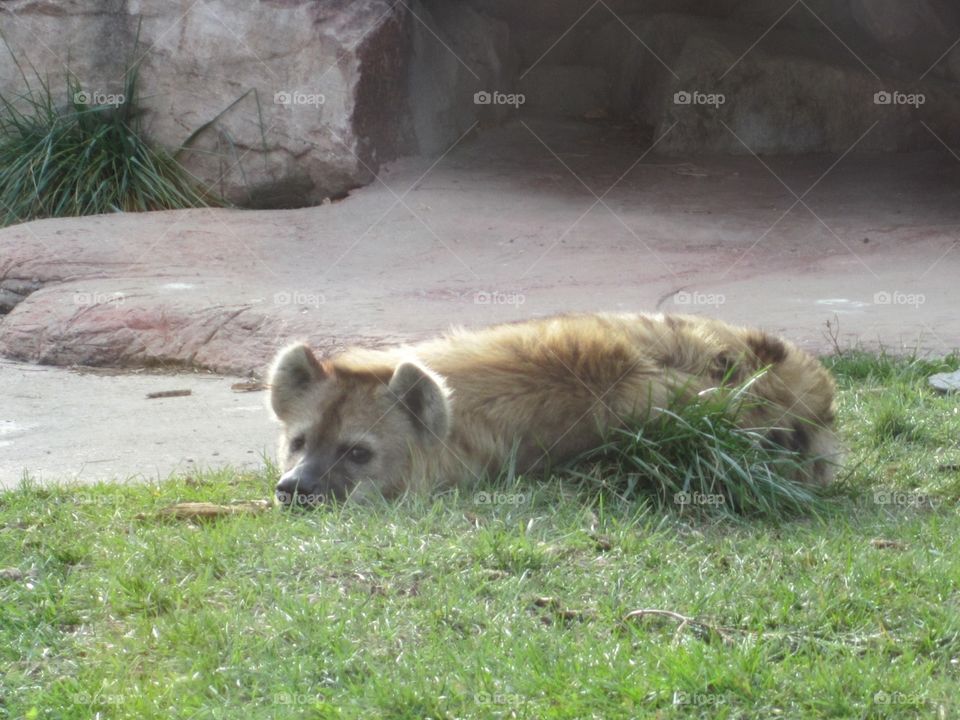 A hyena watches the zoo visitors.