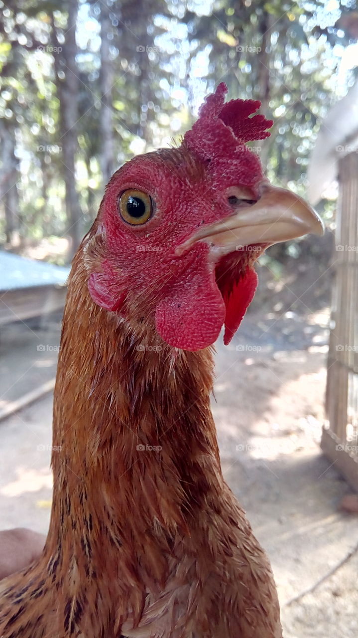my beautiful hen